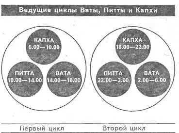 Капха преобладает с 6 до 1000 утра Питта преобладает с 10 утра до 2 дня Вата - фото 27