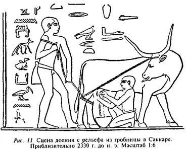 Египетские животноводы поначалу пытались одомашнить таких животных как гиены - фото 11