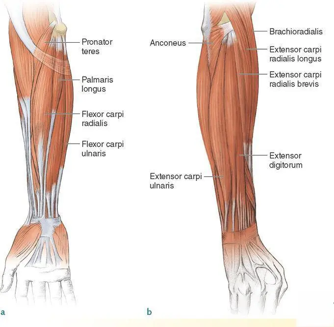 The primary elbow extensor is the triceps brachii figure 22 Triceps refers - фото 13
