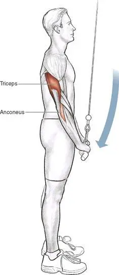 Execution 1 Stand facing a pulley machine with a high cable attachment Grasp - фото 17