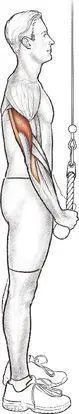 Dumbbell Kickback Execution 1 Holding a dumbbell in one hand support - фото 19