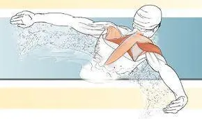 CHAPTER 1 THE SWIMMER IN MOTION Swimming Anatomy is both a visual guide to - фото 2