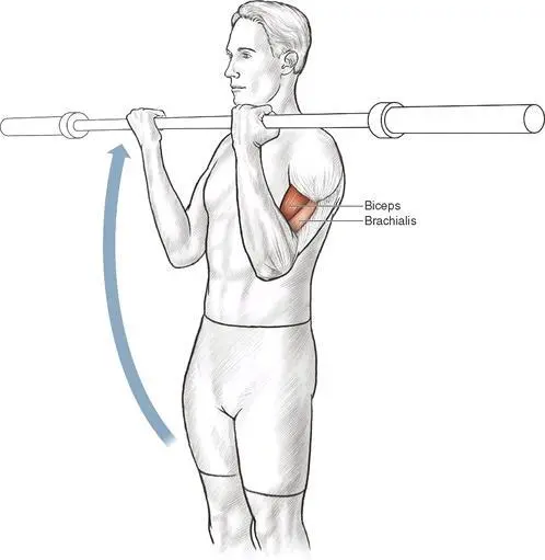 Execution 1 Grasp the bar using an underhand grip Your hands should be - фото 40
