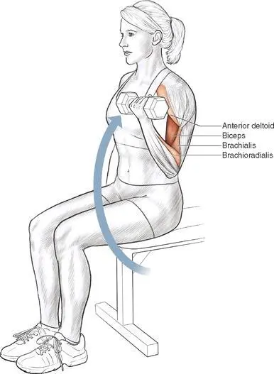 Execution 1 Sit at the end of a bench With your arms fully extended grasp a - фото 43
