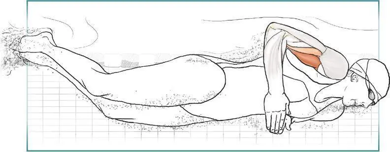 VARIATION Biceps Curl With Tubing An exercise cord allows you to incorporate - фото 44