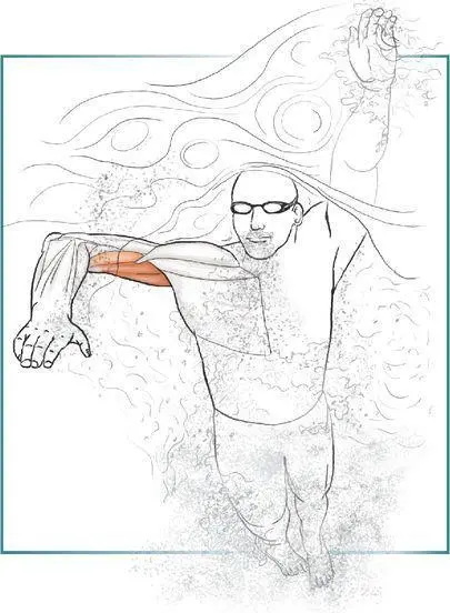 CHAPTER 3 SHOULDERS The shoulder girdle is important because it serves as - фото 48