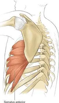 The scapular pivoters have three main areas of influence on the swimming - фото 50