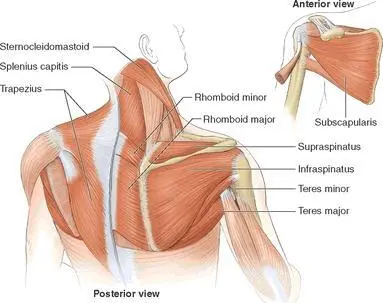 The next major muscle group is the positioner group which is actually only one - фото 51