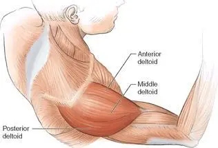 Forward Dumbbell Deltoid Raise Execution 1 Stand and hold a dumbbell - фото 52