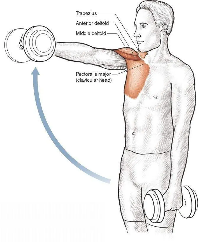 Execution 1 Stand and hold a dumbbell in each hand with your arms hanging at - фото 54