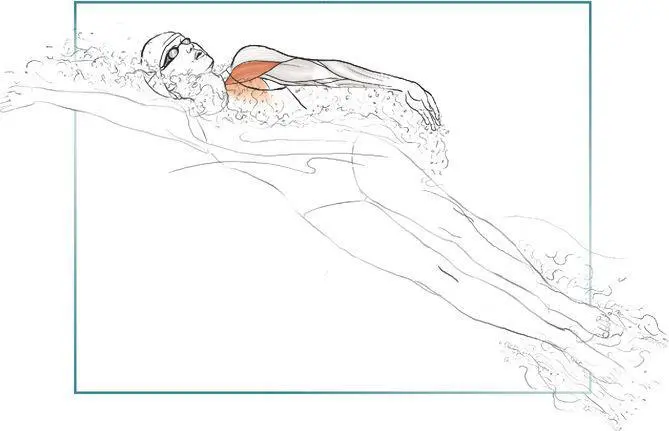 VARIATION Forward Deltoid Raise With Tubing Tubing targets the same muscles - фото 55