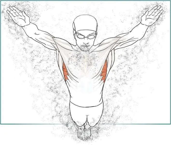 Winging of the shoulder blade Scapular Dip Execution - фото 79
