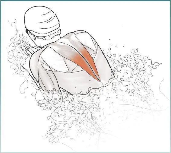 Internal Rotation With Tubing Anterior deltoid Pectoralis major - фото 83