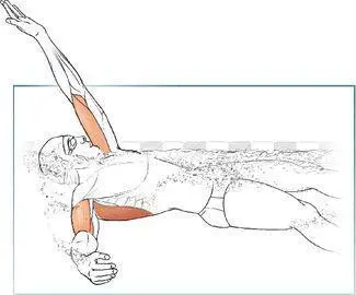 The role of the stabilizing musculature during backstroke is similar to the - фото 9