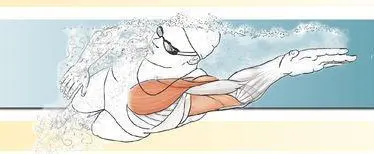 CHAPTER 4 CHEST The primary muscle of the chest the pectoralis major is - фото 97
