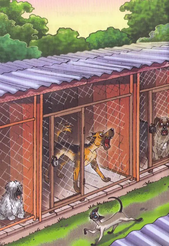 Говорят люди и животные которых они держат часто похожи В Собачьем Приюте - фото 2