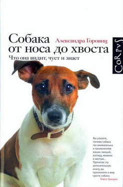 Александра Горовиц Собака от носа до хвоста. Что она видит, чует и знает обложка книги