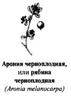 Черноплодная рябина нетребовательна к почве и климату влаголюбива Является - фото 20