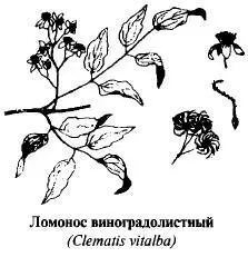 С лечебной целью заготавливают траву ломоноса виноградолистного срезая в сухую - фото 148