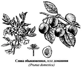 Видовое название domestica переводится с латинского как домашняя - фото 200