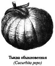Семена тыквы содержат жирное масло фитостерин кукурбитол смолы органические - фото 201