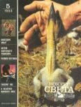 Журнал «Вокруг Света» Вокруг Света 1993 №05 обложка книги