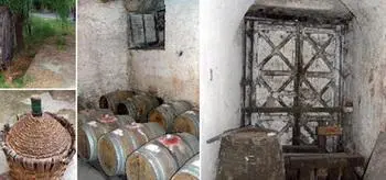 Самыя маладыя раслінкі што амаль толькі выраслі з зямлі сушаць у цяні на - фото 236