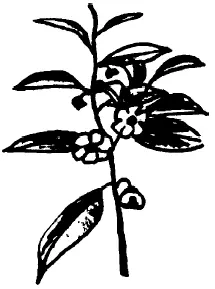 Camelia Sinensis три разновидности китайская ассамская камбоджийская 23 - фото 9