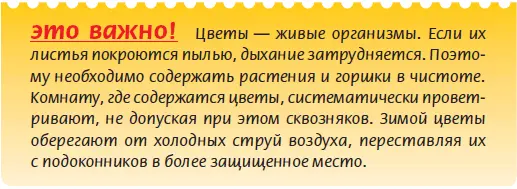 Довольно трудно найти квартиру в которой не было бы ни одного комнатного - фото 14