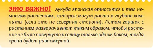 Большинству крупномеров выращиваемых в комнатных условиях требуется довольно - фото 22
