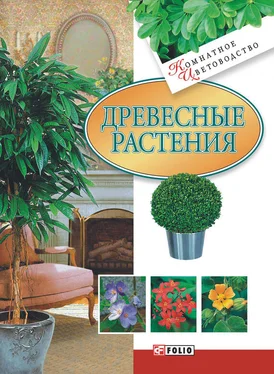 Мария Згурская Древесные растения обложка книги