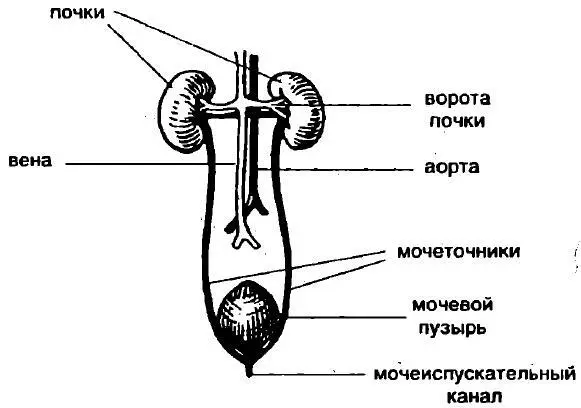 Рис 1 Строение почек и мочевыделительной системы Главная функция почек - фото 1