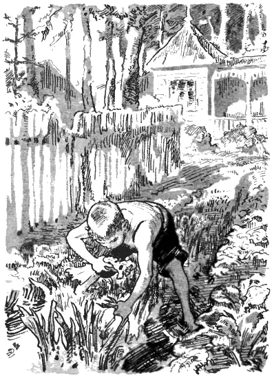 Когда на следующий день пятый отряд снова пришёл на огород допалывать грядки - фото 17