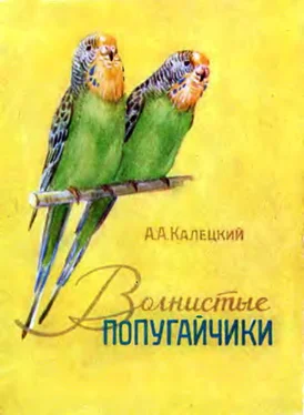 А. Калецкий Волнистые попугайчики обложка книги