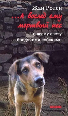 Жан Ролен …А вослед ему мертвый пес: По всему свету за бродячими собаками обложка книги