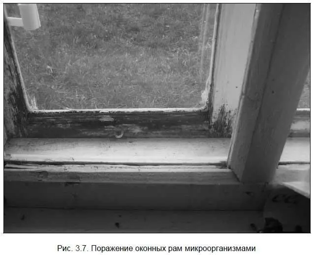 Эта болезнь плесень была ранее свойственна окнам которые на веснулето я в - фото 38