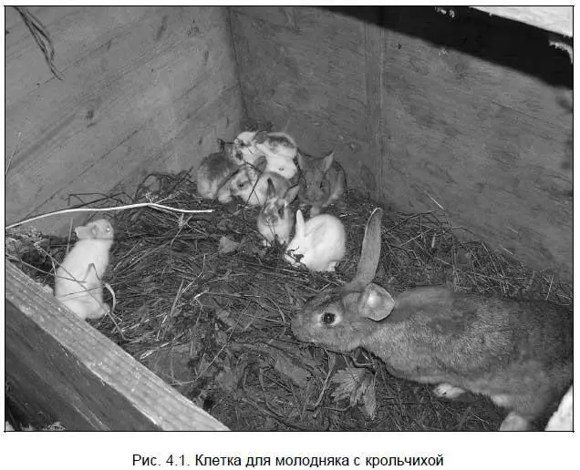 Вольеры также могут иметь небольшие укрытия типа лабиринта для взрослых - фото 62