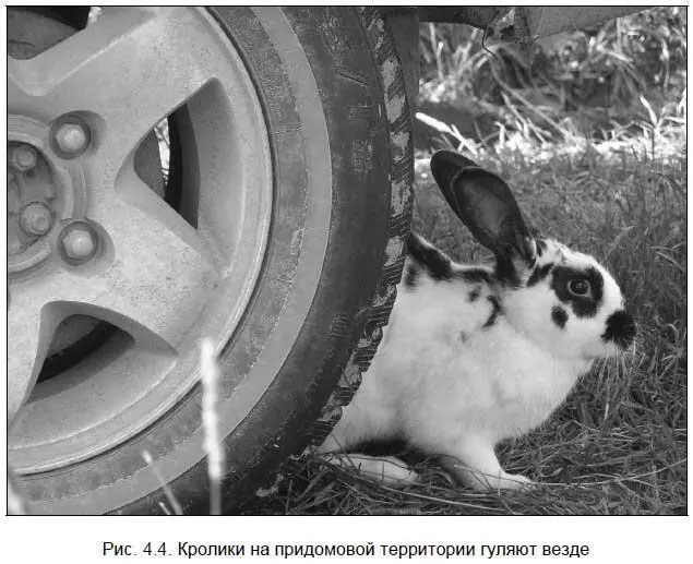 Внимание важно Опасность для кроликов на воле все же есть Это собаки - фото 65