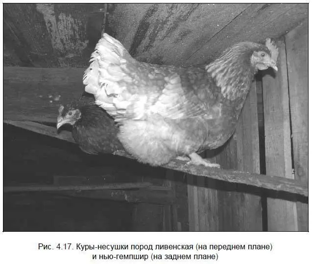 Процесс ухода за поголовьем не трудоемкий В мартеапреле когда в наших краях - фото 78