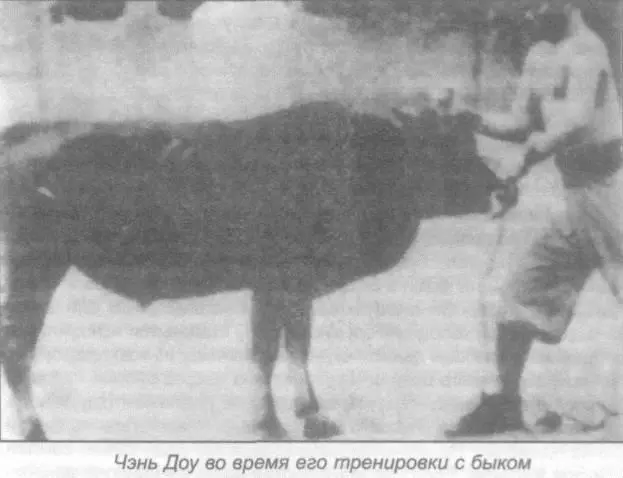 В Китае единоборство с быком традиционный вид спорта народности хуэй в районе - фото 39