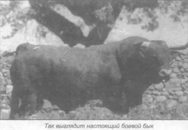 О наиболее драматичном поединке в Мехико в июле 1957 г когда бык чуть не убил - фото 53