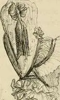 Cest encore pendant quelques années la robe sac ou fourreau de parapluie de - фото 117