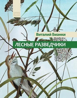 Виталий Бианки Лесные разведчики (сборник) обложка книги