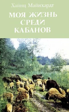 Хайнц Майнхардт Моя жизнь среди кабанов обложка книги