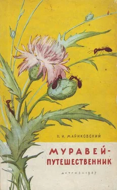 Павел Мариковский Муравей-путешественник обложка книги