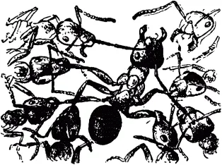 Большой муравей растолкав любопытных решил расправиться с пленником Он - фото 67