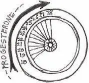 Cycle days 1828or so This is a time for rest in the endometrium The follicle - фото 142