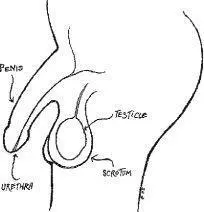 Spermthe little things that a male makes that fertilize a females egg Sperm - фото 165