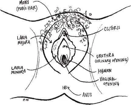 Vulvathe name for most of the outside female parts including the labia - фото 120