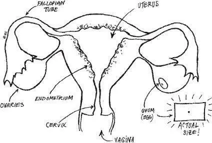 Vaginathe connection between your outside and inside parts It is the - фото 123